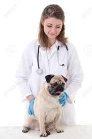 como cuidar un perro pug carlino, veterinaria con pug, pug cuidados, cuidados a un perro pug, como cuidar bien un perro pug