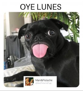pug memes, memes de perros pug, memes de perro pug, memes de perros, manipistachepugs, imagen de pugmeme, memes graciosos de perros pug, memes de perro divertidos, memes en español,
