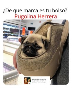 pug memes, memes de perros pug, memes de perro pug, memes de perros, manipistachepugs, imagen de pugmeme, memes graciosos de perros pug, memes de perro divertidos, memes en español,