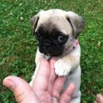 nombres para perritas pug, nombre para perritas pug, nombres para perros pug hembra, nombres para perra pug, nombres para perritas pug negra, nombres para perritas pug albaricoque, nombres para perritas pug plata, nombres para perro pug