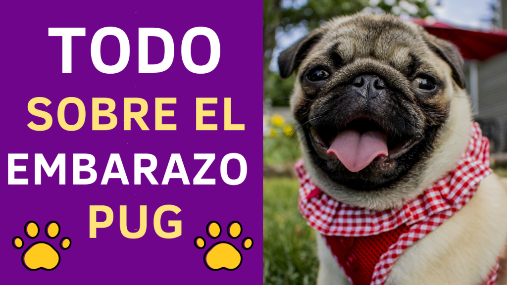 embarazo pug