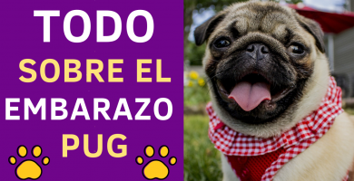 embarazo pug